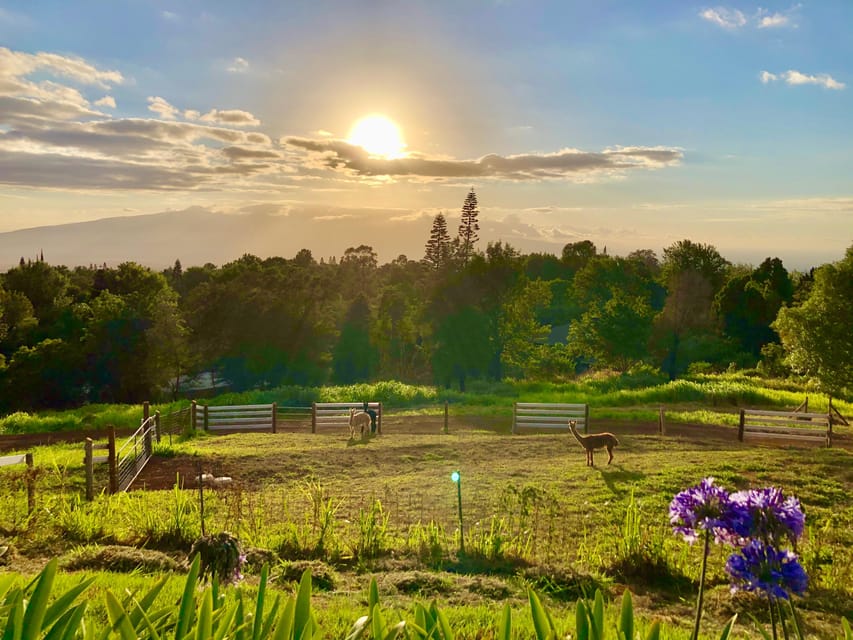 Maui: Alpaca Farm Visit with Hands-On Activities - From alpaca fiber to finished yarn