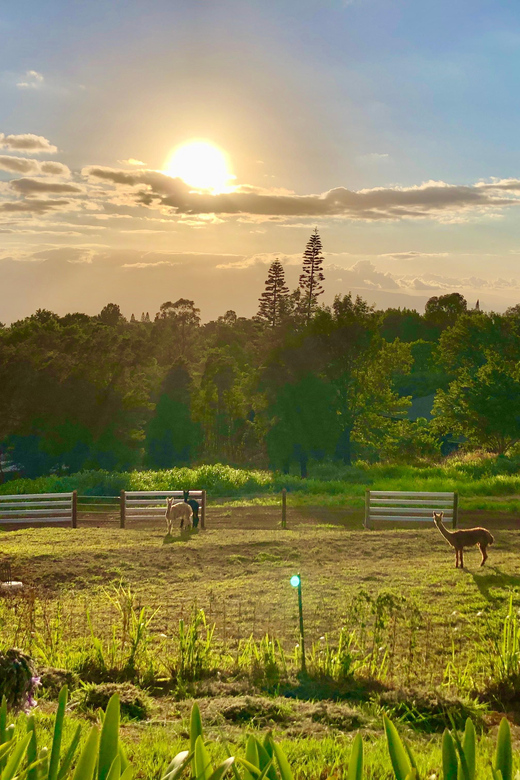 Maui: Alpaca Farm Visit with Hands-On Activities - A second animal stop at Angora Bunny Village
