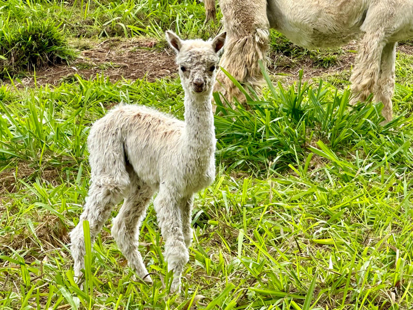 Maui: Alpaca Farm Visit with Hands-On Activities - Practical timing and booking advice