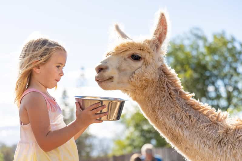 Maui: Alpaca Farm Visit with Hands-On Activities - Meeting and feeding the alpacas