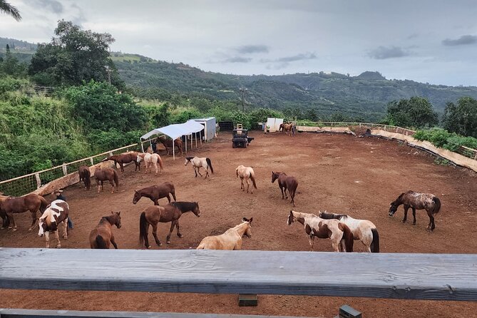 Maui Horseback Adventure at Circle M Ranch With Real Cowboys - Practical details that affect your day