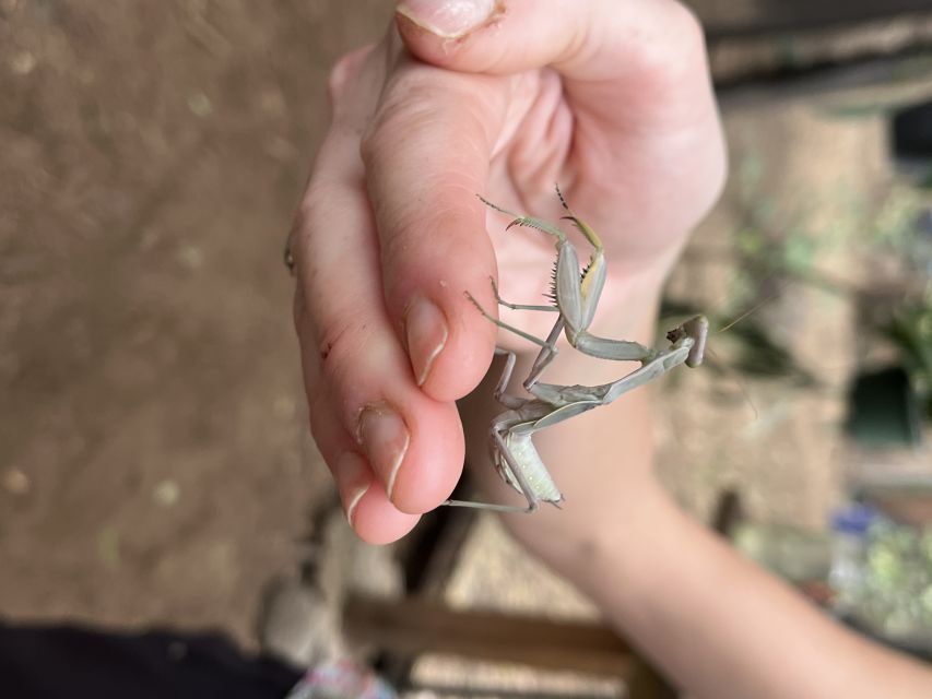 Maui: Interactive Butterfly Farm Entrance Ticket - Key details before you book