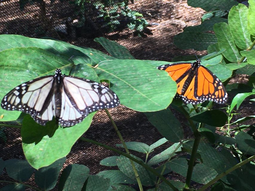 Maui: Interactive Butterfly Farm Entrance Ticket - Photos, clothing, and simple practical advice