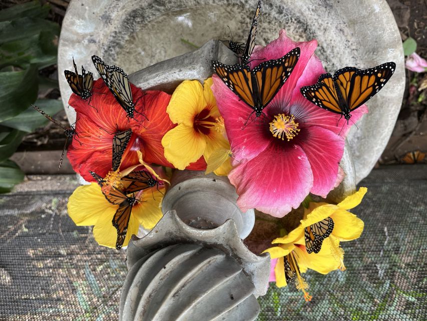 Maui: Interactive Butterfly Farm Entrance Ticket - Walking into Maui’s only butterfly house
