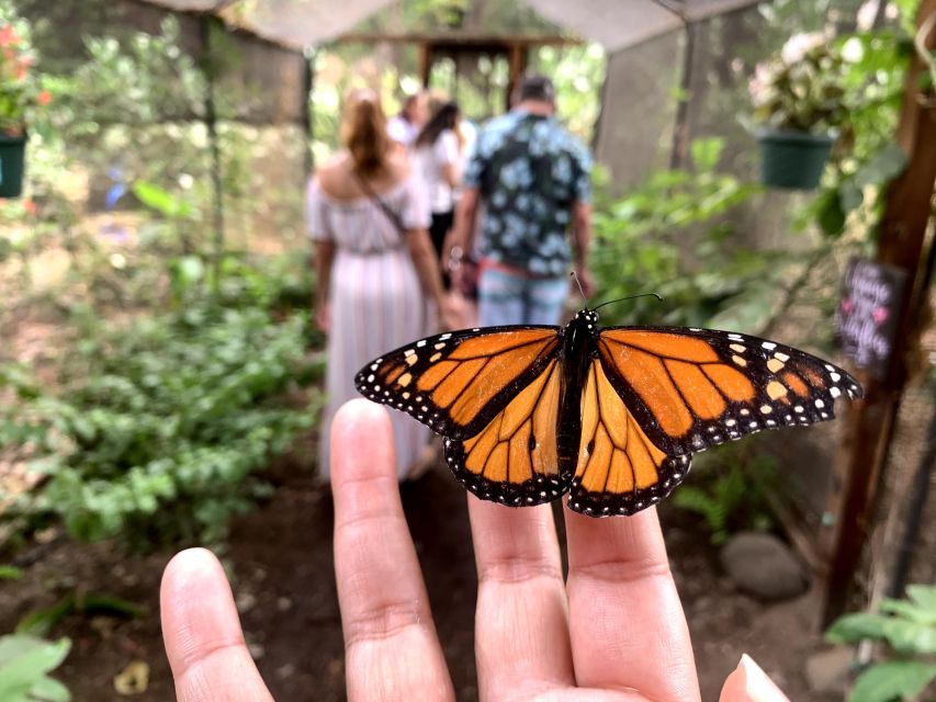 Maui: Interactive Butterfly Farm Entrance Ticket - Caterpillars, chrysalises, and the butterfly life cycle