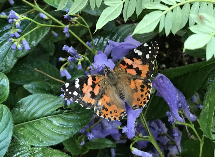 Maui: Interactive Butterfly Farm Entrance Ticket - Why the conservation mission adds value