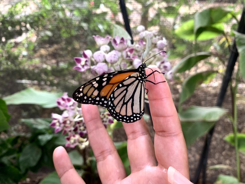 Maui: Interactive Butterfly Farm Entrance Ticket - Is 45 minutes enough?