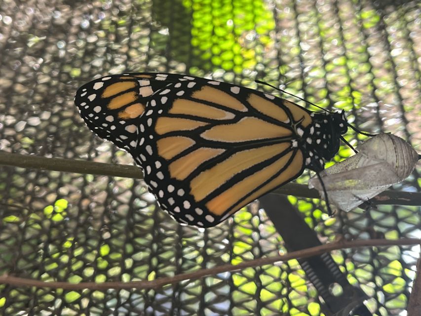 Maui: Interactive Butterfly Farm Entrance Ticket - Who will enjoy this Maui activity most?