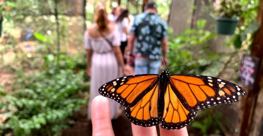 Maui: Interactive Butterfly Farm Entrance Ticket - The first lesson: butterflies are more than pretty wings