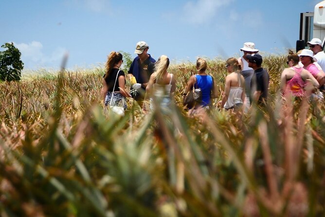 Maui Pineapple Farm Tour in Haliimaile - Arriving at the Maui Pineapple Store
