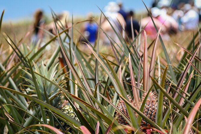 Maui Pineapple Farm Tour in Haliimaile - The pineapple you take to the airport