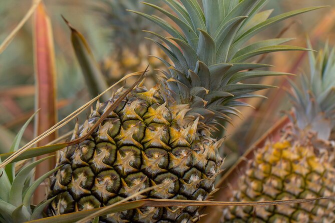 Maui Pineapple Farm Tour in Haliimaile - Guides make or break the 90 minutes