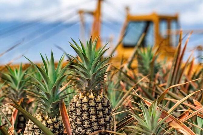 Maui Pineapple Farm Tour in Haliimaile - Who will enjoy this Upcountry experience