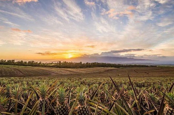 Maui Pineapple Tour: Farm and Feast Experience - A useful stop at the Maui Pineapple Store