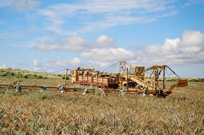 Maui Pineapple Tour: Farm and Feast Experience - Practical timing and cancellation advice