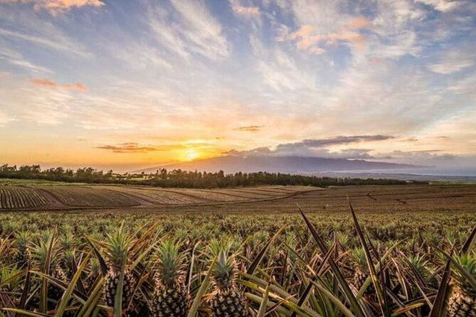 Maui Pineapple Tour: Farm and Feast Experience - Fresh pineapple tastes better in the field