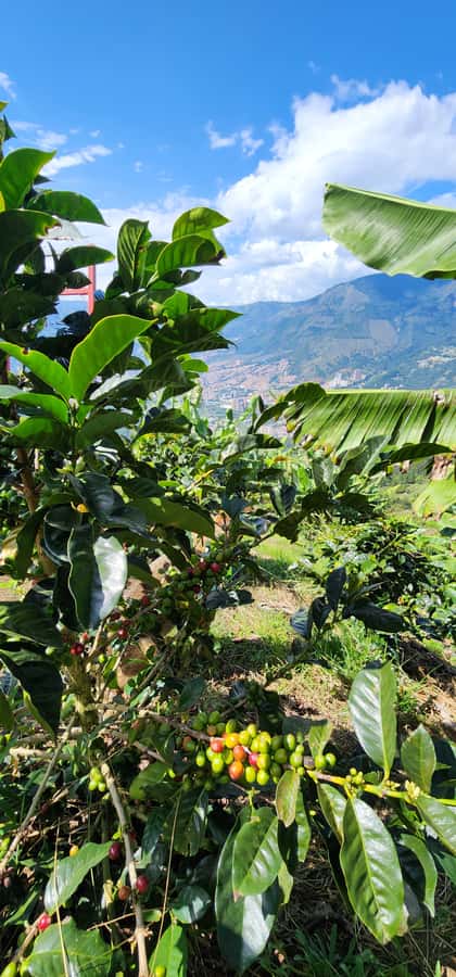Medellin: Coffee Farm Tour & Spa with Overnight Glamping - Coffee Temazcal and Manantial Naox
