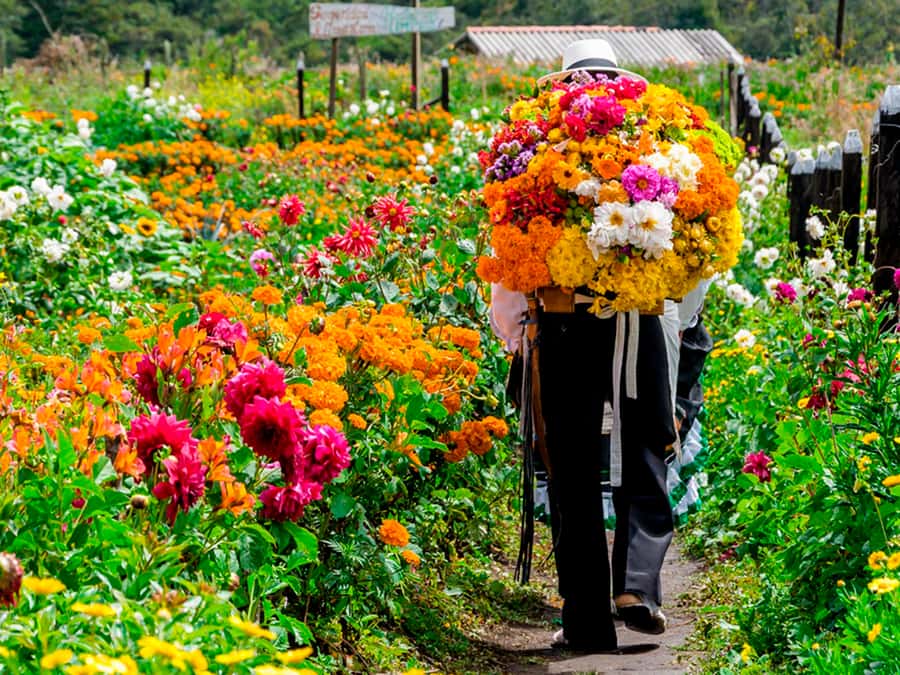 Medellín: Flower Farm & Silletero History Tour - Orchids, sunflowers, and the garden walk