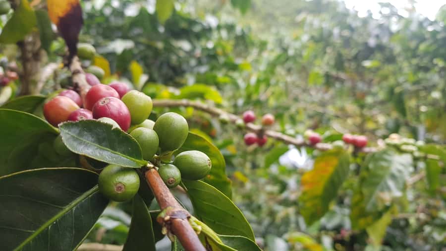 Medellin: Guatape, El Peñol Coffee Farm Private Tour & Fruit - Learning coffee at a farm near El Peñol