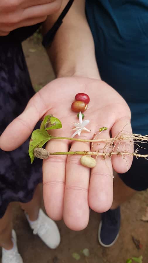 Medellin: Guatape, El Peñol Coffee Farm Private Tour & Fruit - The guides make the difference