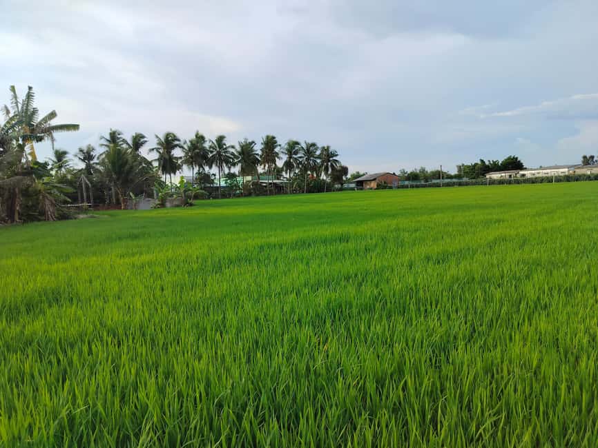 Mekong Delta Day Trip: Explore Cycling & Cook Classes Farm - Learning Vietnamese dishes before lunch