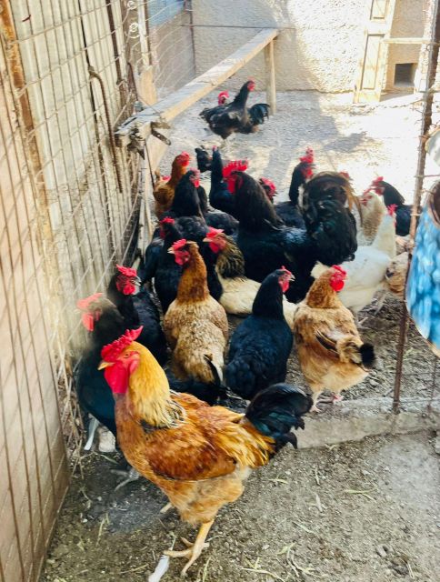 Melanes: Naxos Perivoli Farm & Cooking Class with Wood Fire - Naxian potatoes, fruit trees, vineyards, and gardens
