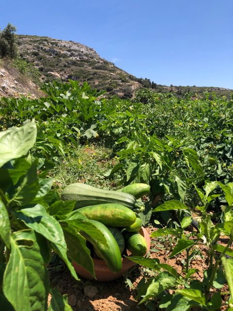 Melanes: Naxos Perivoli Farm & Cooking Class with Wood Fire - Preparing Greek food beside a wood fire