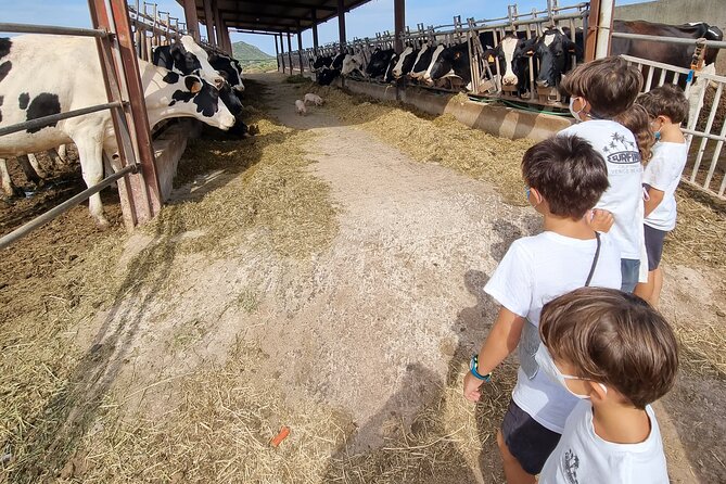 Menorca: Cheesemaking and Farm-Fresh Product Tasting - Meeting the Family Farm Near Ferreries