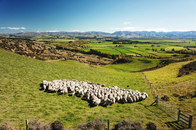 Merino Farm Experience - Five things to know before you go