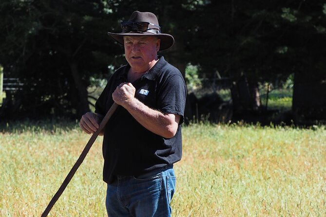 Merino Farm Experience - Working dogs, gardens, and a softer side of farm life