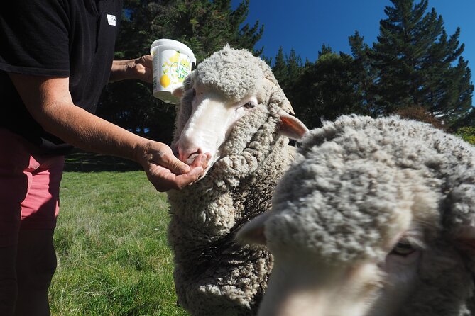 Merino Farm Experience - Feeding the pet sheep