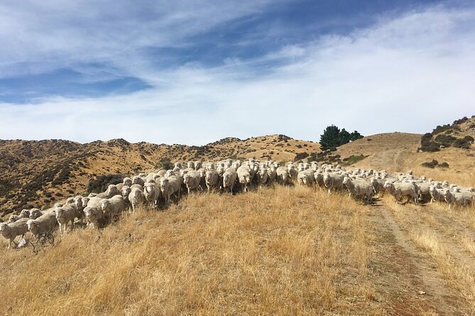 Merino Farm Experience - Is $58.95 a fair price?