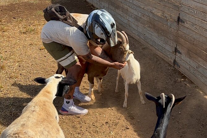 Mini ATVs and Farm Animal Experience - From Engines to Goats and Cows