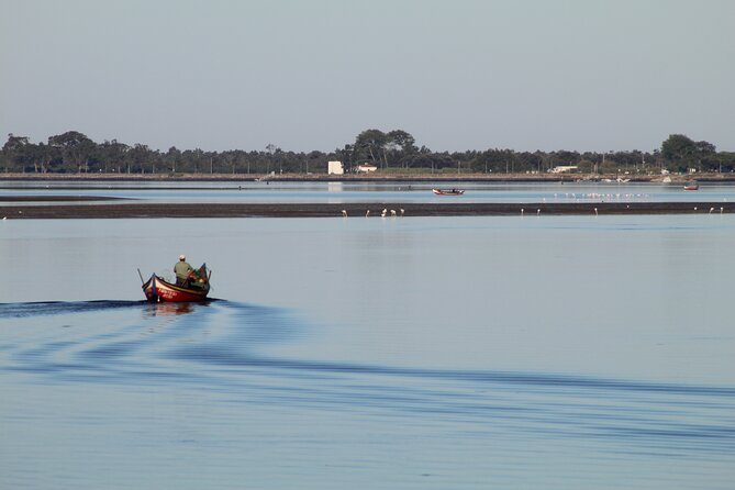 Moliceiro boat trip, with experience in bivalves harvesting - Key points at a glance