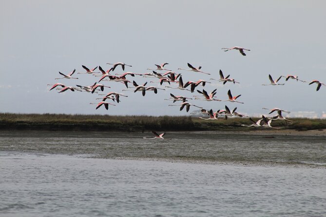 Moliceiro boat trip, with experience in bivalves harvesting - Flora, fauna, and local stories along the route