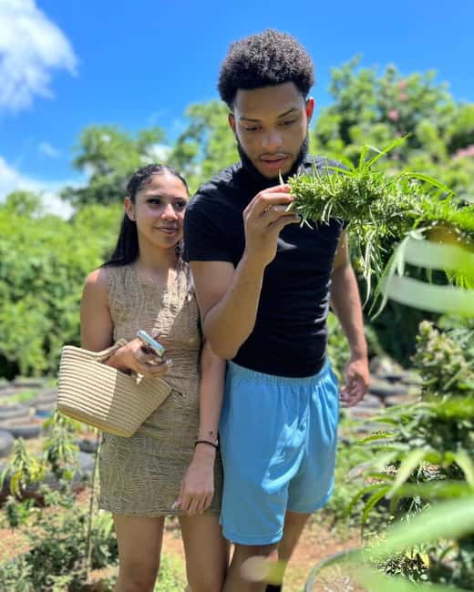 Montego Bay: Cannabis Farm, Bamboo Rafting, & Foot Massage - Key things to know before booking