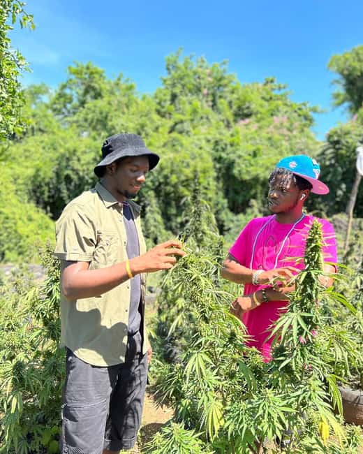 Montego Bay: Cannabis Farm, Bamboo Rafting, & Foot Massage - Who will enjoy this private Jamaica experience