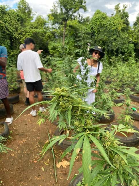 Montego Bay: Marijuana Farm and Bird Sanctuary Tour - What this Montego Bay outing actually includes