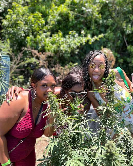 Montego Bay: Marijuana Farm and Bird Sanctuary Tour - Inside the marijuana farm nursery