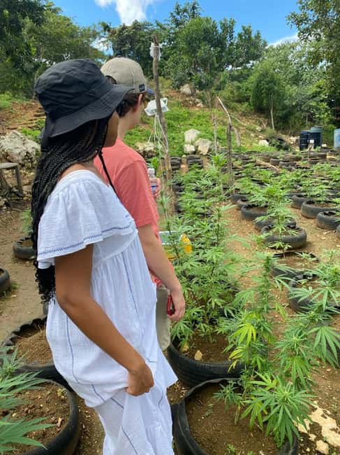 Montego Bay: Marijuana Farm and Bird Sanctuary Tour - Who should book this private tour