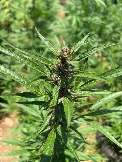 Montego Bay: Marijuana Farm Private Tour with Transportation - Who will enjoy this Montego Bay excursion?