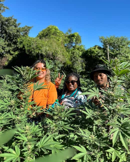 Montego Bay: Marijuana Farm Private Tour with Transportation - Tasting farm products in a relaxed setting