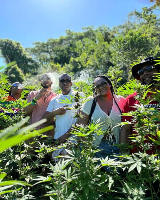 Montego Bay: Marijuana Farm Private Tour with Transportation - Meeting the farm team and learning Jamaica’s cannabis story