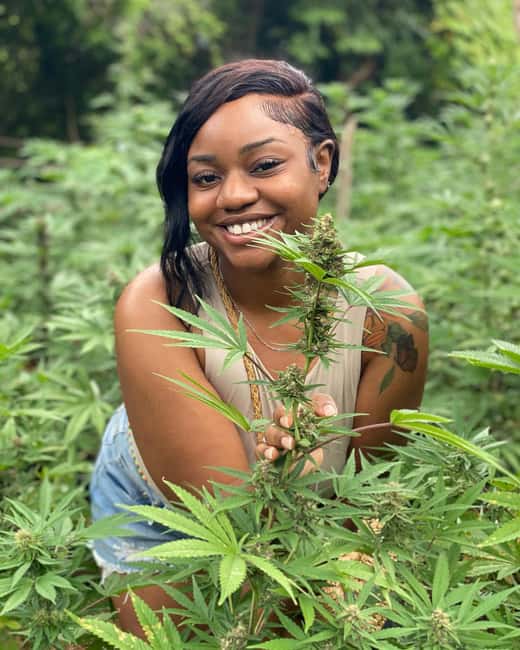 Montego Bay Marijuana Farm Tour - Key points at a glance