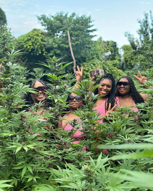Montego Bay Marijuana Farm Tour - What this Montego Bay marijuana farm tour is really about