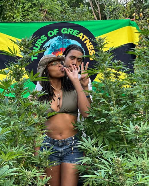 Montego Bay Marijuana Farm Tour - Walking through the farm from seed to harvest