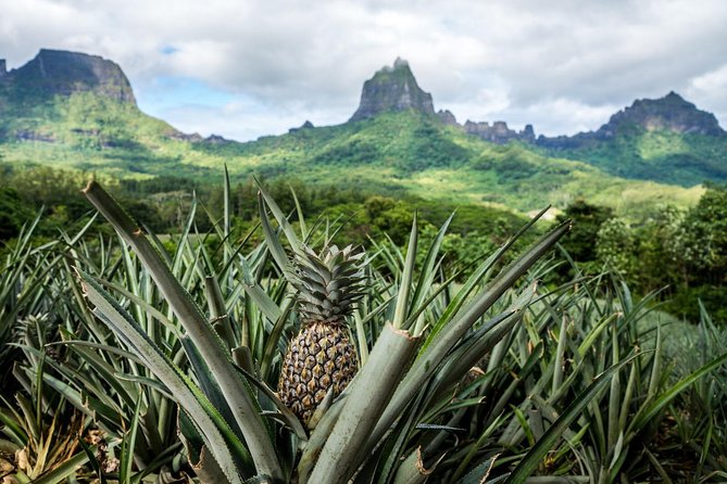 Moorea 4WD Tour Inc. Belvedere, Pineapple Farm, Magic Mountain... - Practical comfort advice before you book