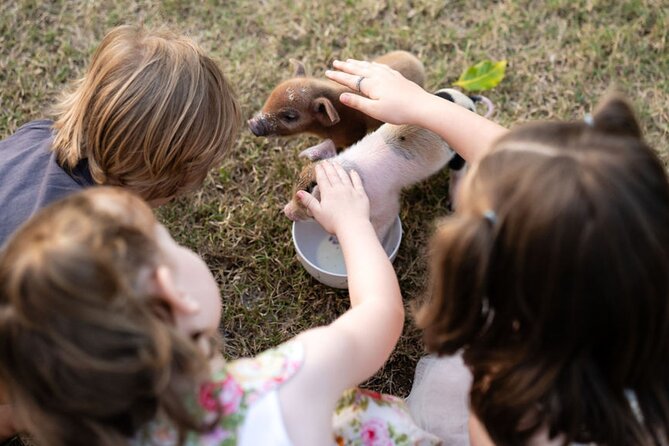 Morning Farm Experience near Gympie & Noosa - Bottle-feeding baby goats and sheep