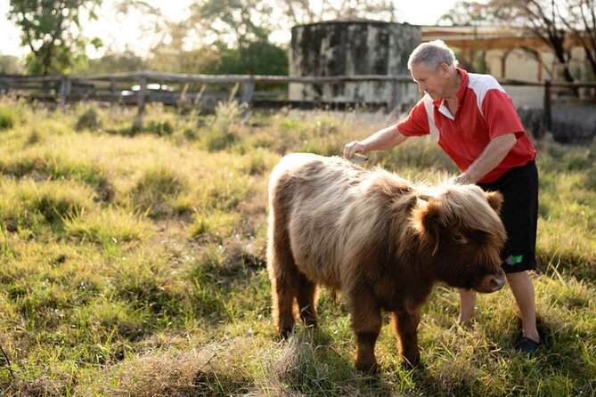 Morning Farm Experience near Gympie & Noosa - Meeting Cupcake, Apollo, and Jock