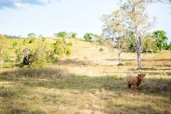 Morning Farm Experience near Gympie & Noosa - Farm facts, novelty games, and time outside